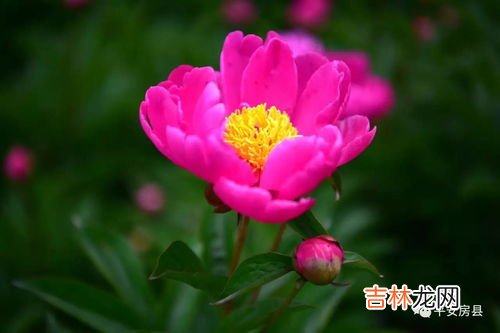 代表友情的花,什么花语是友谊?