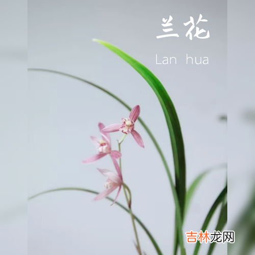 代表友情的花,什么花语是友谊?