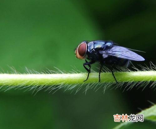 苍蝇为什么喜欢往人身上飞,为什么苍蝇老是往我身上飞