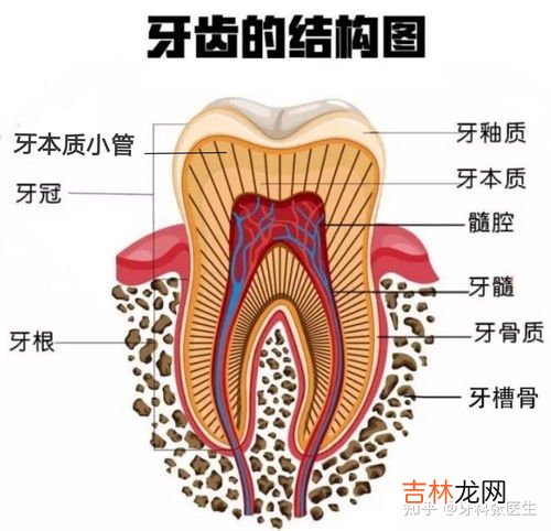 为什么感觉牙齿酸酸的,牙酸是怎么回事