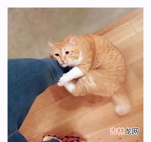 猫一直蹭人是为什么,猫一直蹭人是为什么