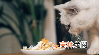 猫一直蹭人是为什么,猫一直蹭人是为什么