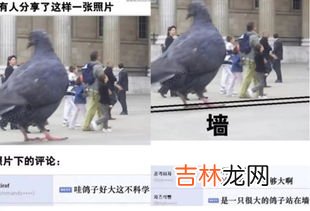 鸽子为什么这么大,鸽子为什么这么大什么意思