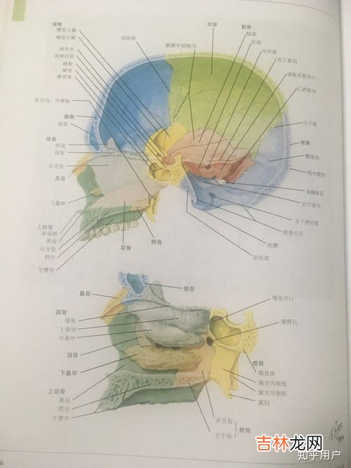 蝶骨在哪裏,篩骨在哪裏
