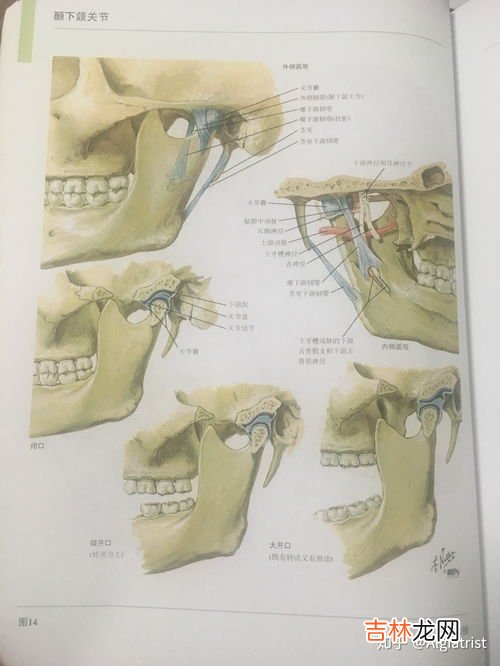 蝶骨在哪裏,篩骨在哪裏