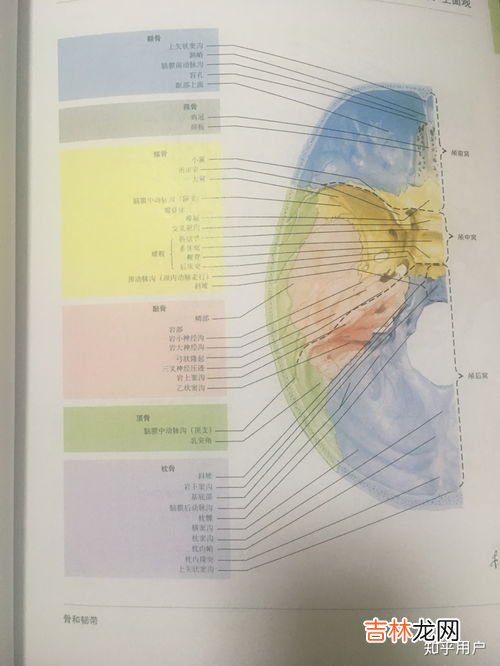 蝶骨在哪裏,篩骨在哪裏