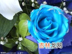 蓝色妖姬的花语,蓝色妖姬的花语是什么