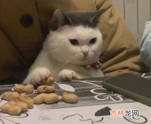 猫站起来是为什么,猫为什么会突然站起来