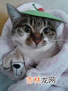 猫站起来是为什么,猫为什么会突然站起来