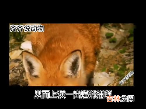 狐狸为什么狡猾,为什么很多童话书里把狐狸写的很狡猾