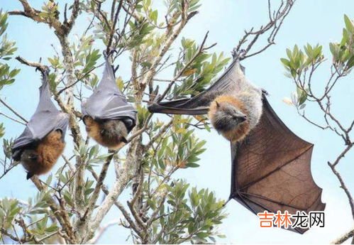 蝙蝠会不会咬人,蝙蝠会不会咬人