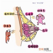 为什么乳房总是胀痛,乳房胀痛是什么原因