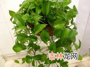 除甲醛植物,去甲醛最好的10种植物 除甲醛十大植物