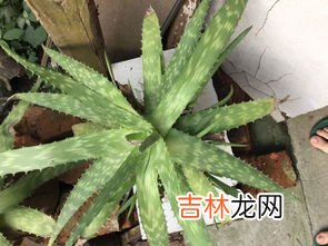 芦荟排毒的功效与作用,芦荟灌肤排毒是什么 芦荟灌肤的好处与副作用