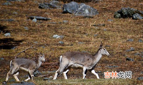 山麂是几级保护动物,山麂是几级保护动物