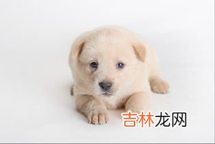 为什么金毛幼犬爱咬人,我家金毛最近老是咬人，是什么原因？