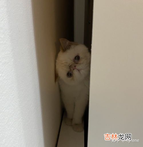 加菲猫为什么爱流眼泪,加菲猫流眼泪鼻涕