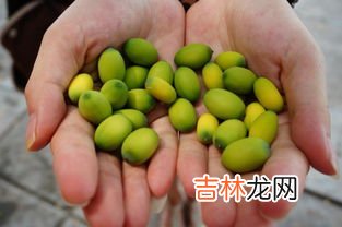 新鲜莲子怎么保存,莲子可以放冰箱冷冻吗