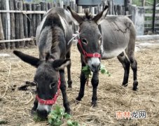 石嫣为什么离开小毛驴,清华博士石嫣，留学回来去农村创办农场，如今怎样了？