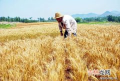 冬至还能浇小麦吗,盐碱地小麦冬至浇水行吗