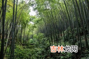 蜀南竹海在哪里,我想问一下8月份适合去哪里旅游国内