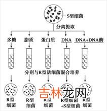 人的遗传物质存在于哪里,人体的遗传物质主要存在于？？