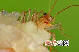 楼房有蚰蜒是从哪进来的,这是什么虫子为何楼房里总是有这种虫子