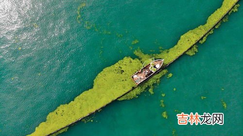 浒苔为什么会大量在青岛出现,专家称青岛浒苔可能会长期存在于近海，原因是什么？