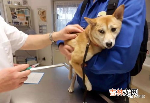 打狂犬疫苗为什么不能剧烈运动,打了狂犬疫苗不能剧烈运动是指？