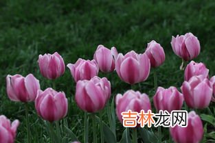 郁金香花语,郁金香的花语是什么