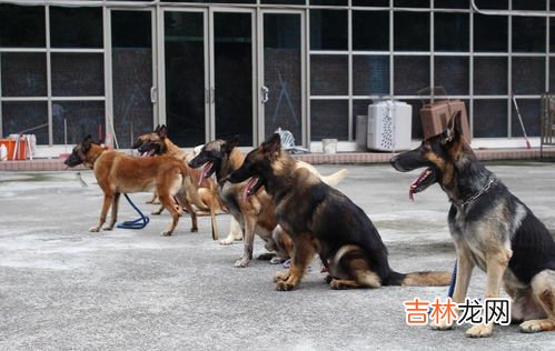 金毛为什么不能当警犬,金毛具有敏锐的嗅觉、高的智商，为什么不能成为追踪犬和防暴犬呢？