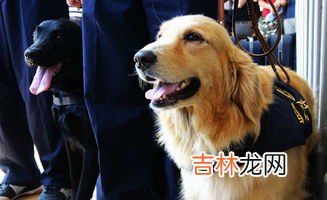 金毛为什么不能当警犬,金毛具有敏锐的嗅觉、高的智商，为什么不能成为追踪犬和防暴犬呢？