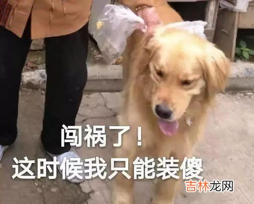 金毛为什么不能当警犬,金毛具有敏锐的嗅觉、高的智商，为什么不能成为追踪犬和防暴犬呢？