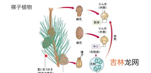 以草为生的动物,欲钱买以草为生的动物生肖,欲钱买以草为生的动物是哪一个生肖