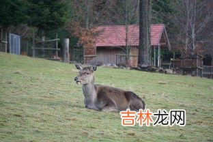 以草为生的动物,欲钱买以草为生的动物生肖,欲钱买以草为生的动物是哪一个生肖