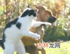 猫为什么怕红色,猫喜欢红色的东西是什么样的