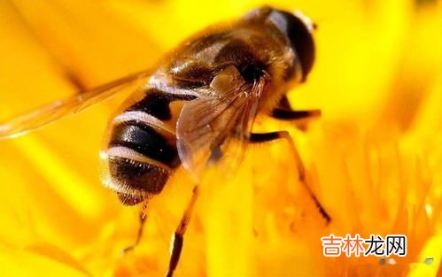 蜜蜂进家可以打死吗,家里飞进蜜蜂怎么处理