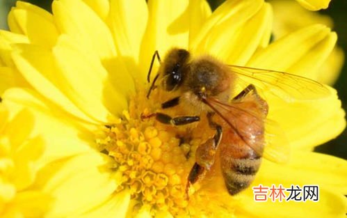 蜜蜂进家可以打死吗,家里飞进蜜蜂怎么处理