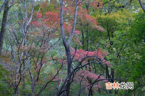 枫叶为什么会变红,简单说明枫叶变红原因