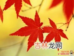 枫叶为什么会变红,简单说明枫叶变红原因