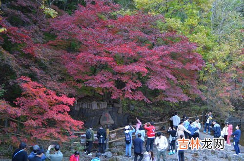 枫叶为什么会变红,简单说明枫叶变红原因