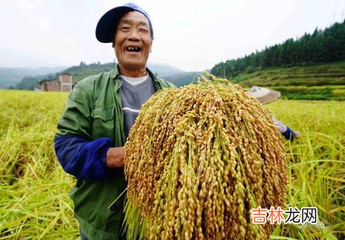 春种一粒粟的粟是指什么,春种一粒粟中的粟指的是什么