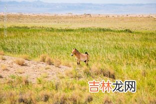 四蹄生风打一动物,走时昂头挺胸跑起四蹄生风常驮新郎新娘也驮文物馆兵是什么动物