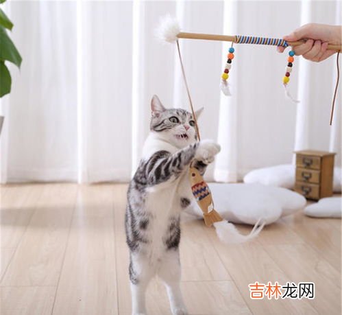 猫为什么添自己的毛,猫舔毛是怎么回事