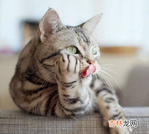 猫为什么添自己的毛,猫舔毛是怎么回事