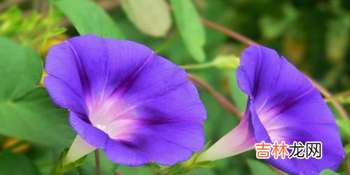 喇叭花的特点,牵牛花特点