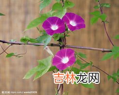 喇叭花的特点,牵牛花特点