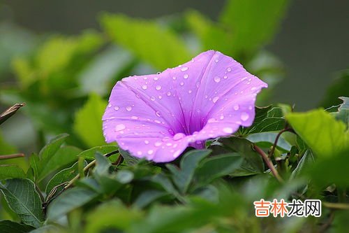 喇叭花的特点,牵牛花特点