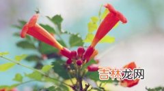 凌霄花花语,凌霄花的花语是什么？也解释一下什么是花语 。