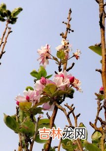 海棠花什么时候开,海棠花什么时候开花